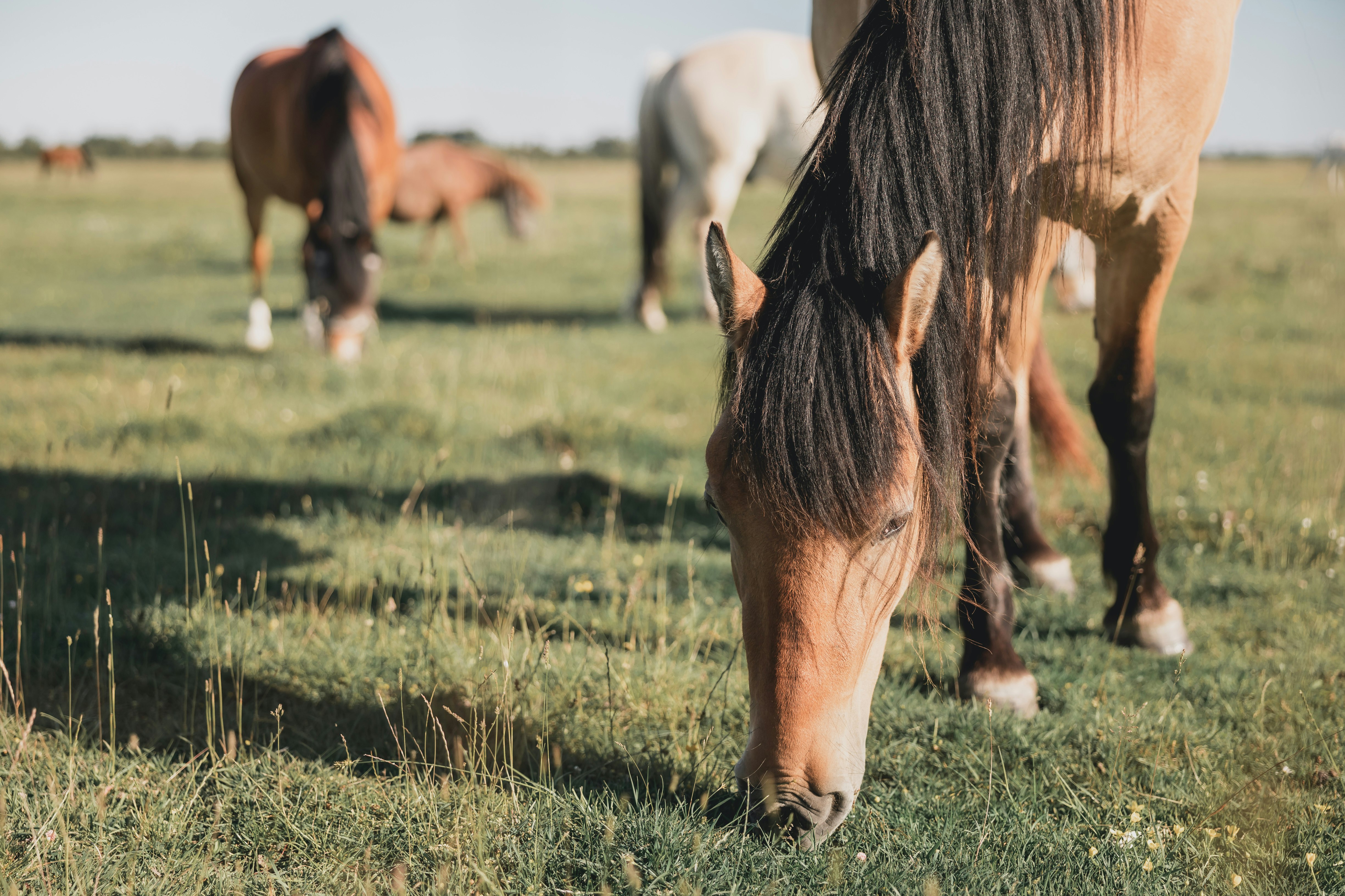 brown horse eating grass